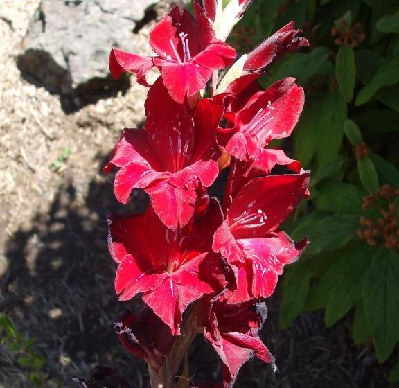 חדר סטנדרט לשלושה, Anna Bella Motel Glen Innes