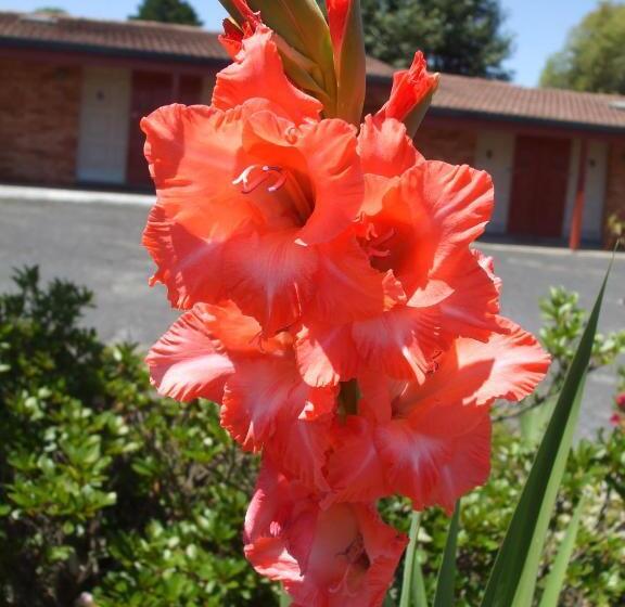 غرفة قياسية ثلاثية, Anna Bella Motel Glen Innes