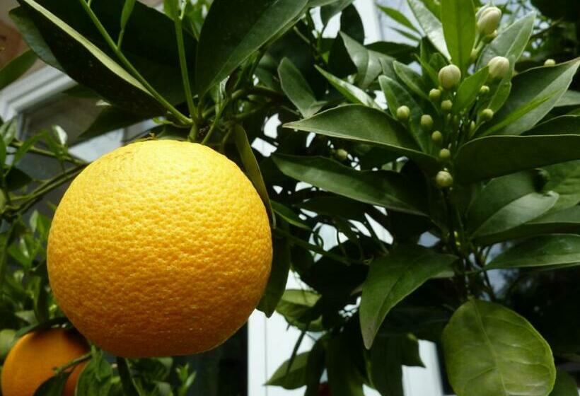 סוויטה, Villa Franca