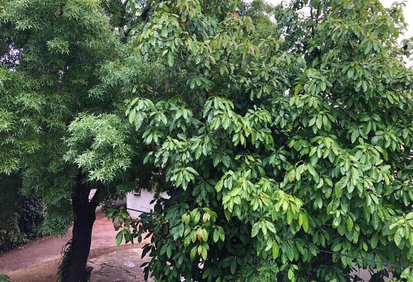 غرفة قياسية ثلاثية, 10 Alexander B&b