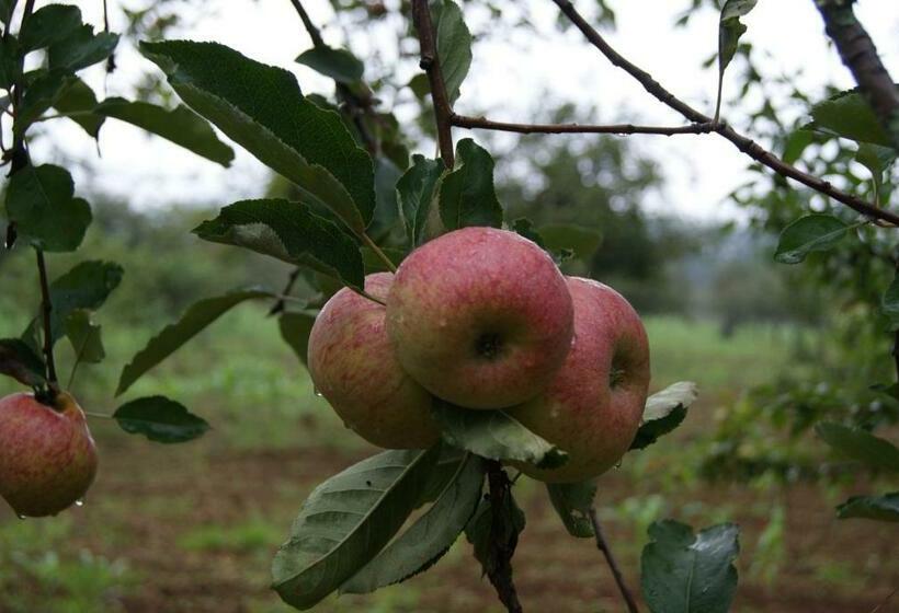 بانگلوی استاندارد, Cabañas Rancho El Mayab