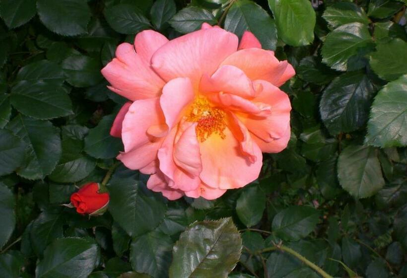 Номер Стандарт, Villa Ines