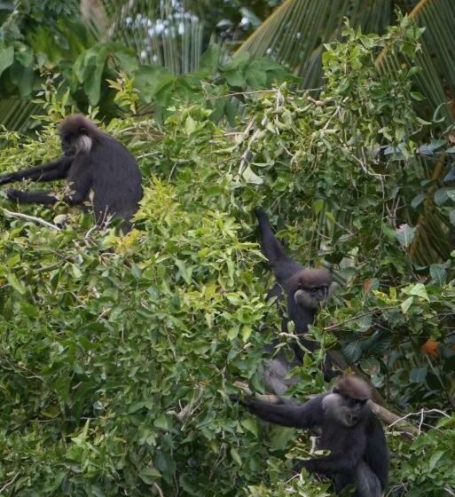 Номер Стандарт с Террасой, Green Hill Paradise Villa