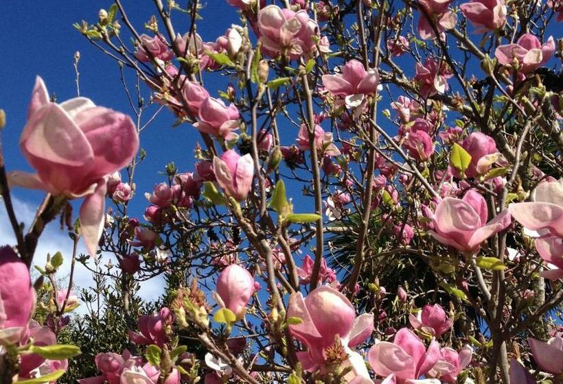 テラス付き１ベッドルームアパートメント, Blythcliffe