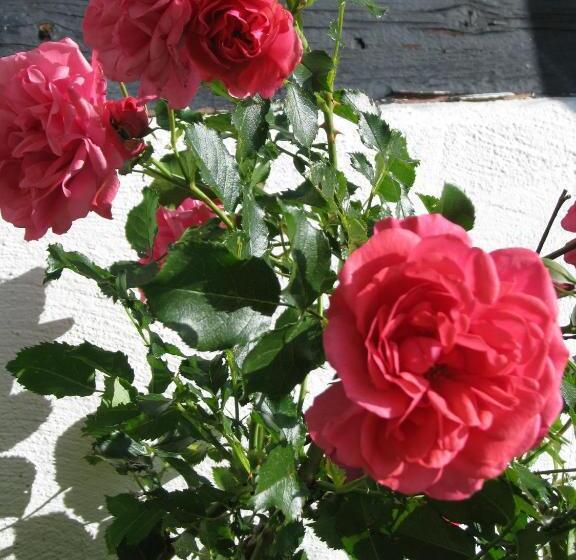 ガーデンビュースタンダードルーム, Landet Bed And Breakfast