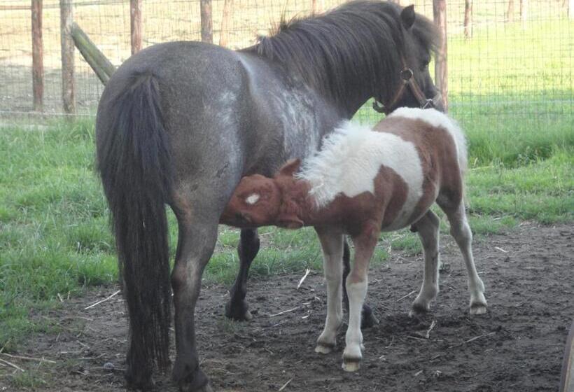 اتاق لوکس, B&b De Willemshoeve