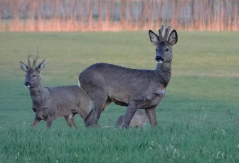 シャレー1寝室, B&b Gastvrij Lenthe