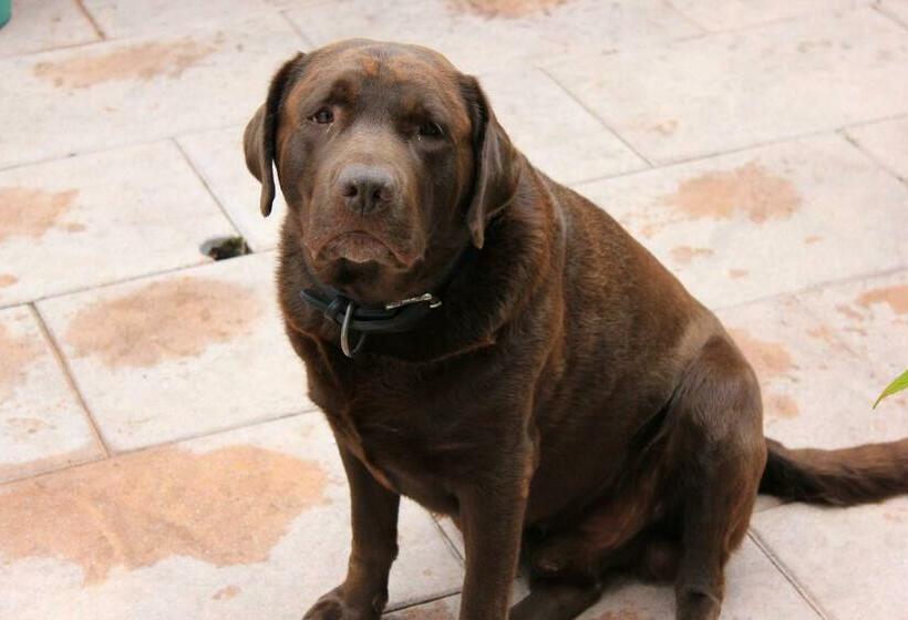 חדר סטנדרט, Kerstins Bed And Breakfast