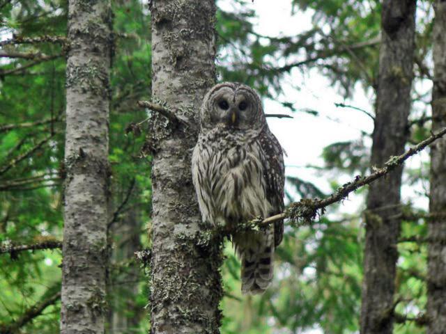 스탠다드 룸 가든 전망, Cedar Song B&b