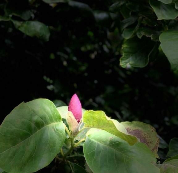 Номер Стандарт Вид на Сад, A Finca