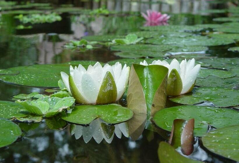 غرفة ديلوكس سرير كينج, Blue Mountain Bed And Breakfast