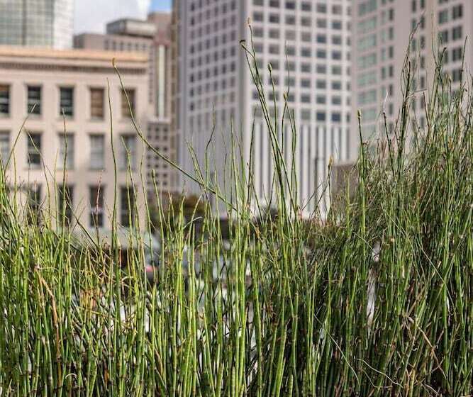 3침실 스위트, The Natchez