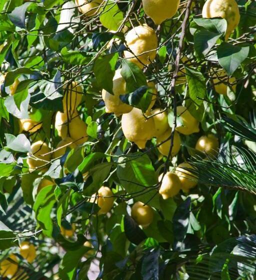 کلبه ییلاقی, Chalet Lidia