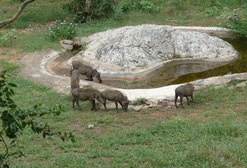 בקתת חדר, Baluleni Safari Lodge