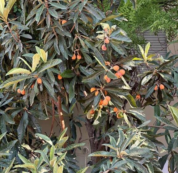 اتاق استاندارد با چشمانداز باغ, Il Glicine