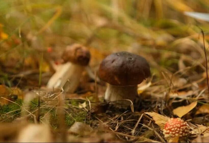 חדר סטודיו סטנדרד, Punkaharju Resort