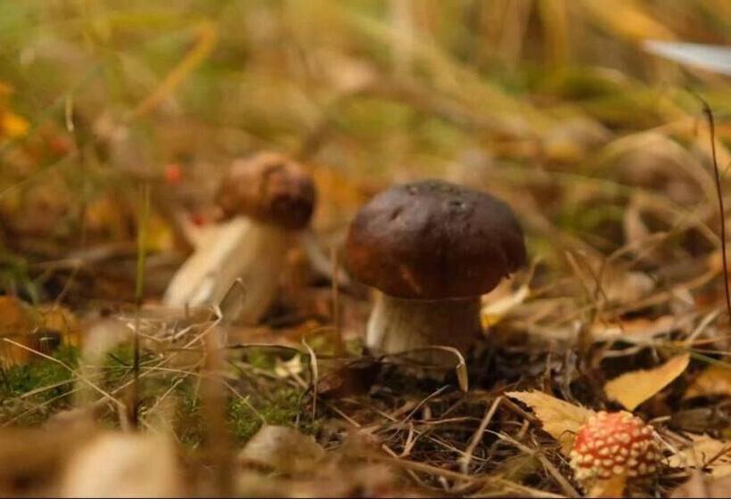 וילה בת חדר שינה 1, Punkaharju Resort