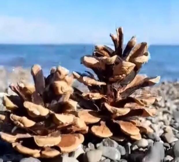 شقة غرفة نوم واحدة مزودة بشُرفة, домик в лесу