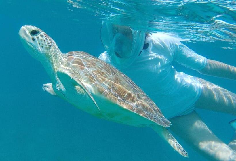 اتاق استاندارد چهار تخته, Room In Boat Undefined