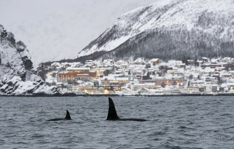 패밀리 룸, L Maritim Skjervoy