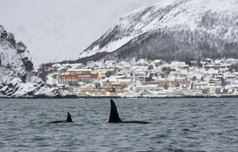 Perhehuone, L Maritim Skjervoy