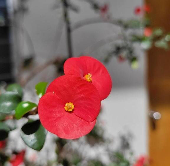 اتاق استاندارد, Hostal Familiar Ulua