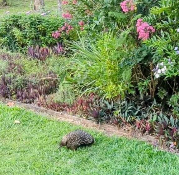 バルコニー付きスタンダードルーム, Amamoor   Living Waters