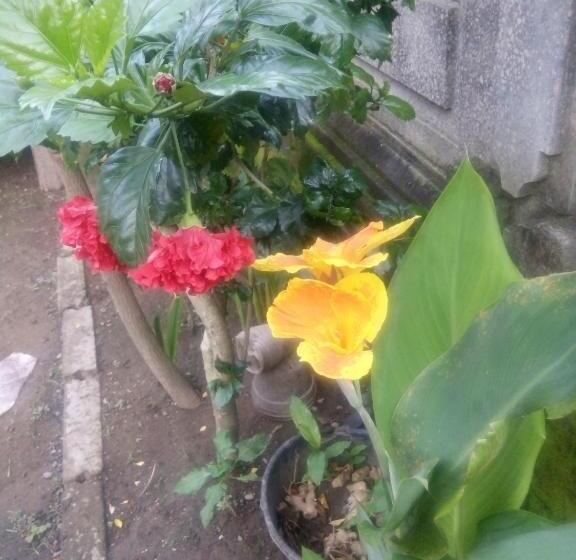 Quarto Economy Individual, Intan House