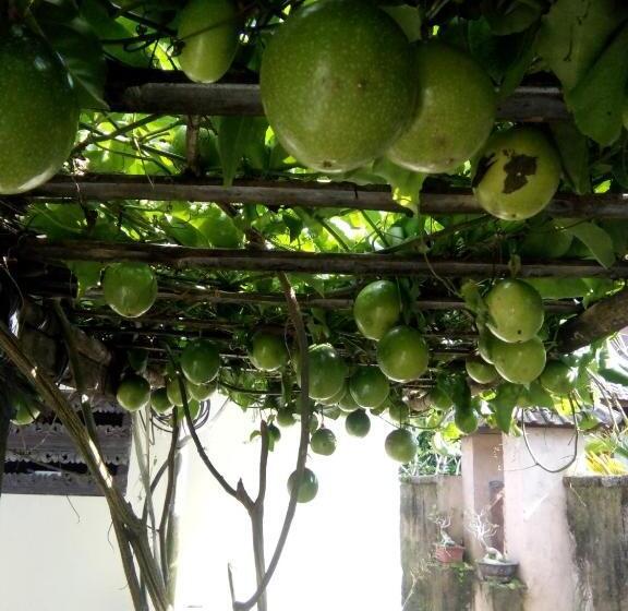 Quarto Economy Individual, Intan House