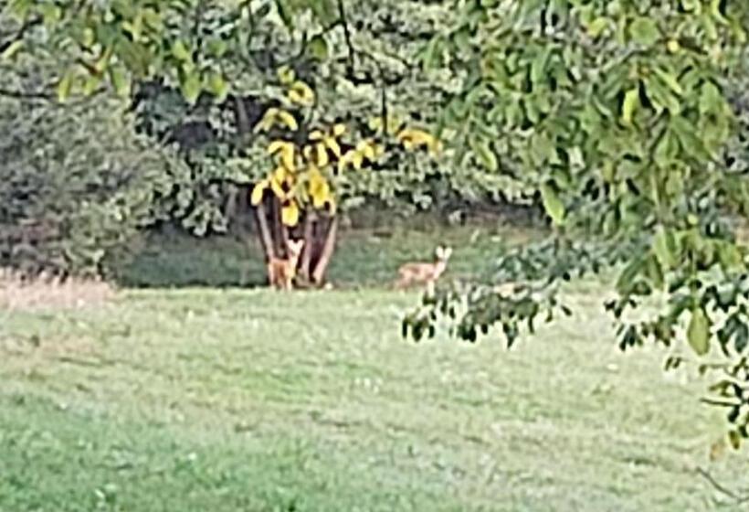 침실 1개 주택, Pensiunea Bella Predelut