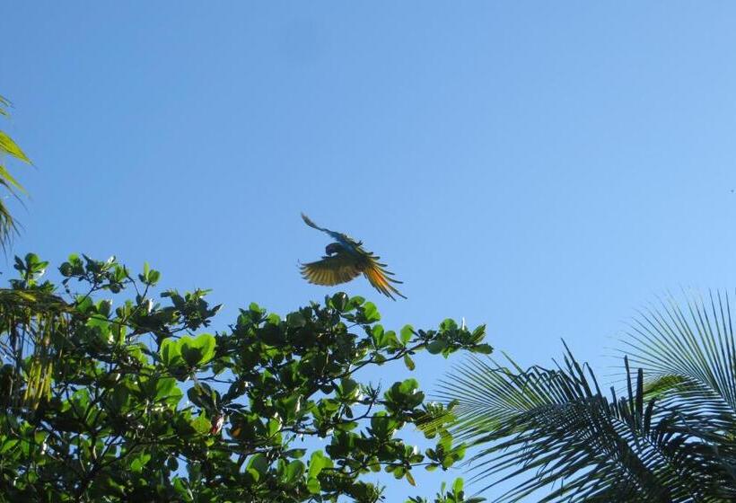 اتاق استاندارد, Gecko De Tortuguero
