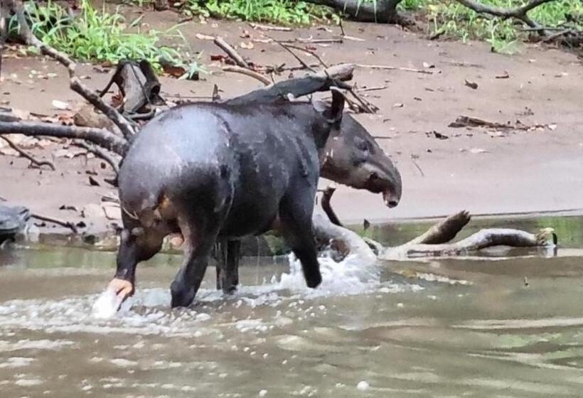 اتاق استاندارد سه نفره, Gecko De Tortuguero