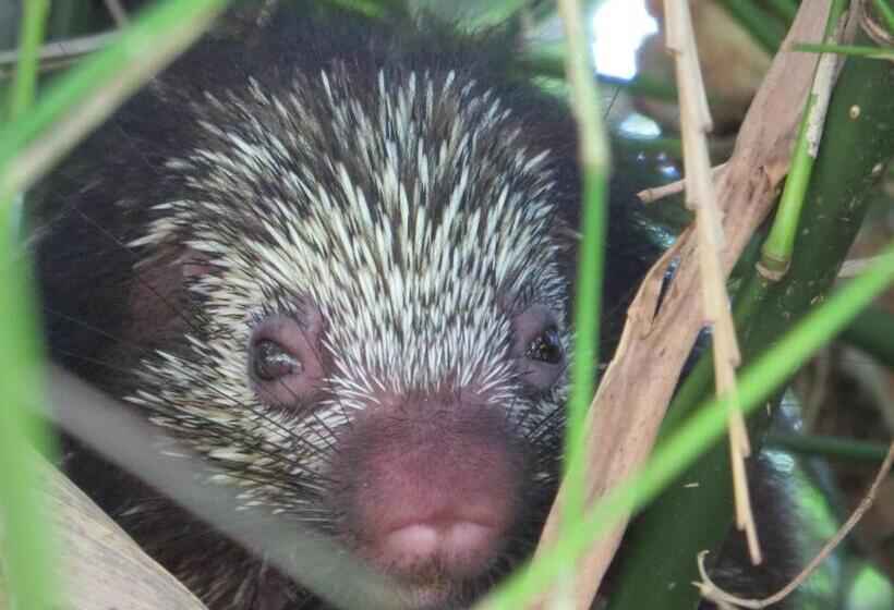 اتاق استاندارد سه نفره, Gecko De Tortuguero