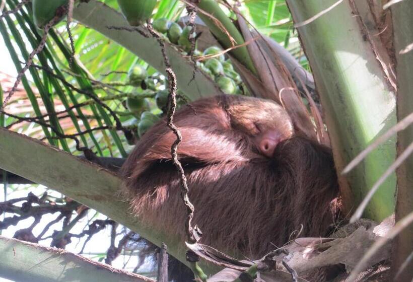 اتاق استاندارد چهار تخته, Gecko De Tortuguero