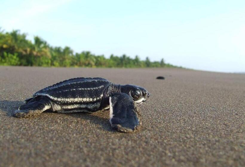 اتاق استاندارد چهار تخته, Gecko De Tortuguero