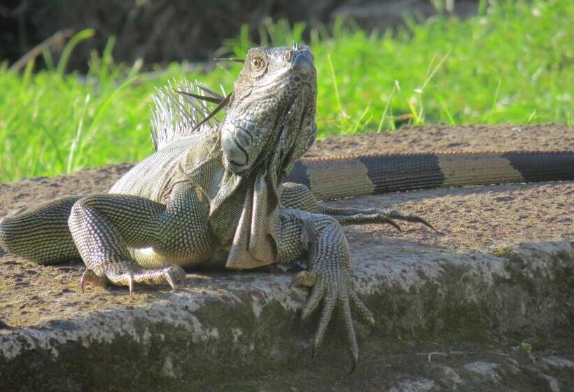 اتاق استاندارد با بالکن و چشمانداز دریا, Gecko De Tortuguero