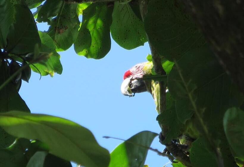 اتاق استاندارد با بالکن و چشمانداز دریا, Gecko De Tortuguero