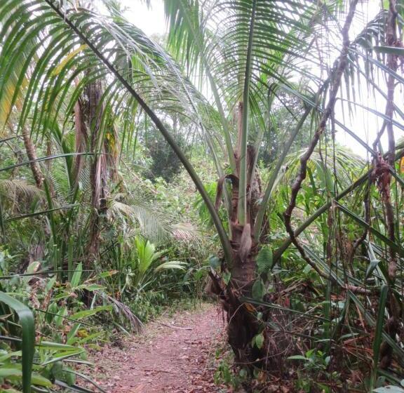 اتاق استاندارد سه تخته با چشمانداز باغ, Gecko De Tortuguero