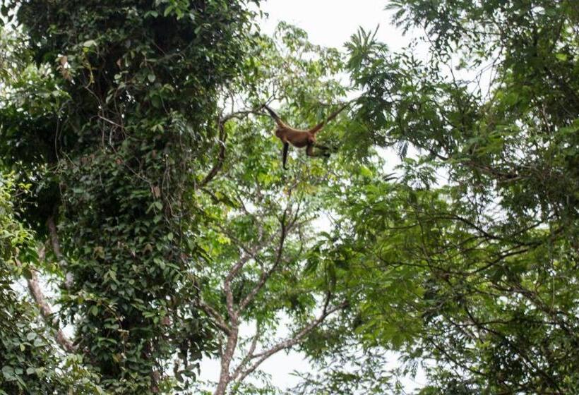 اتاق استاندارد سه تخته با چشمانداز باغ, Gecko De Tortuguero