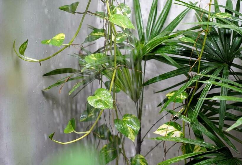 スタンダードルーム, Dreamtime Sri Lanka