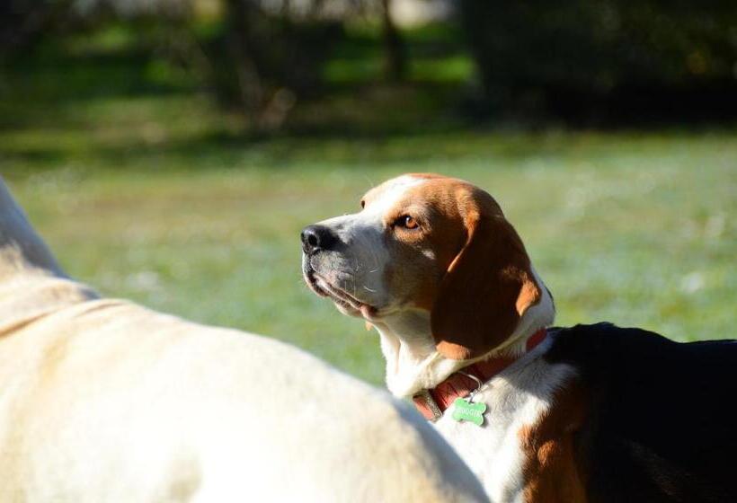 Люкс Классика, B&b La Grola