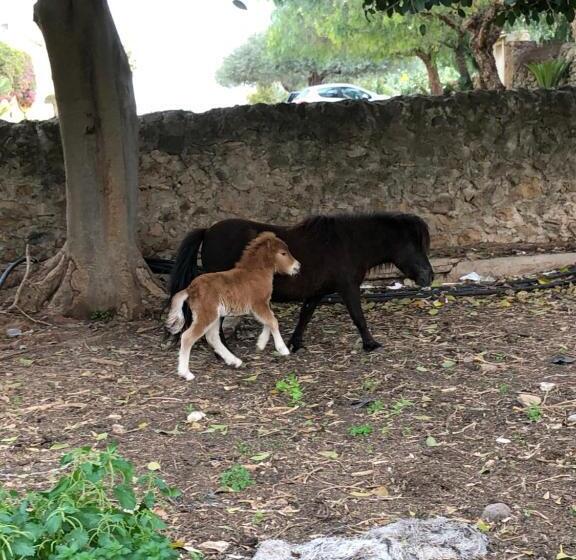 Номер Стандарт Вид на Сад, Casale Rocca Fiorita