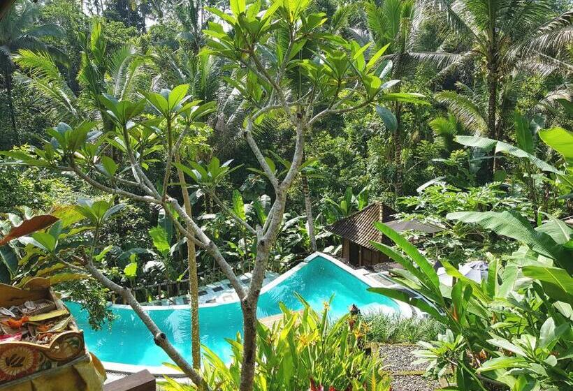 豪华工作室, Song Broek Bali