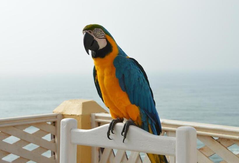 Студия Стандарт Вид на Море, Sallys