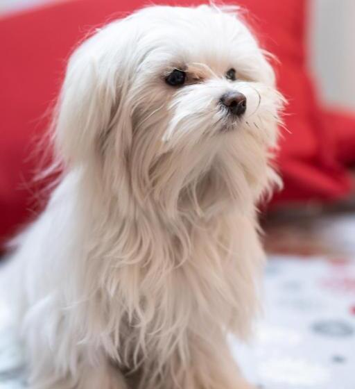 اتاق استاندارد سه نفره, Santamaria Inn