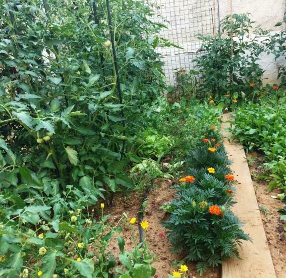 ガーデンビューのスタンダードワンルーム, Friendly People's Guest House