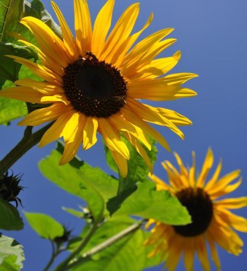 آپارتمان 1 خوابه با چشم‌انداز, Stocknerhof