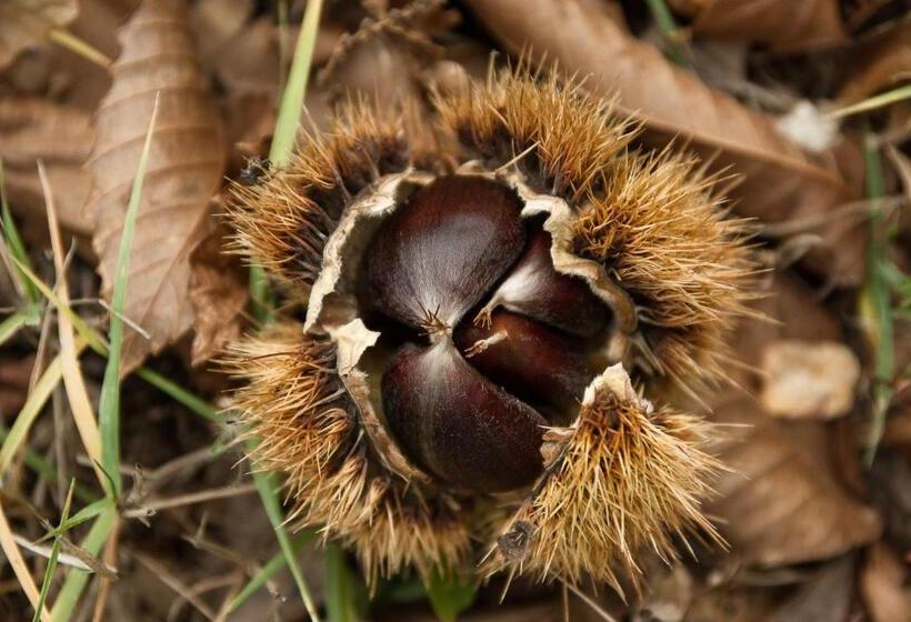 غرفة قياسية, Agriturismo Al Castagneto