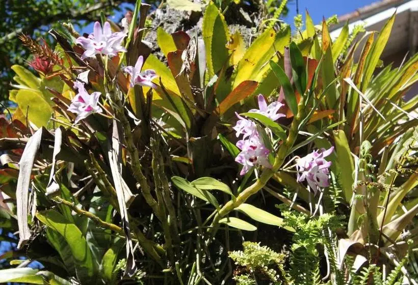 デラックススイート, Villa Violeta