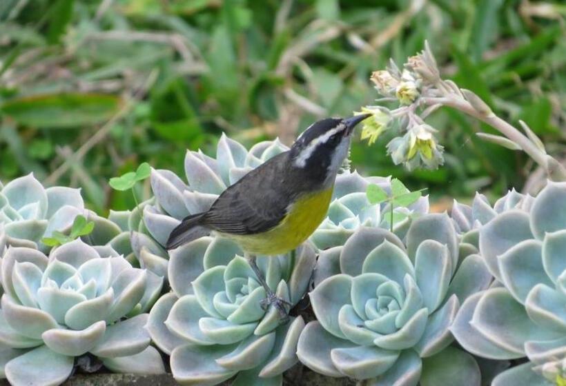 디럭스 스위트, Villa Violeta